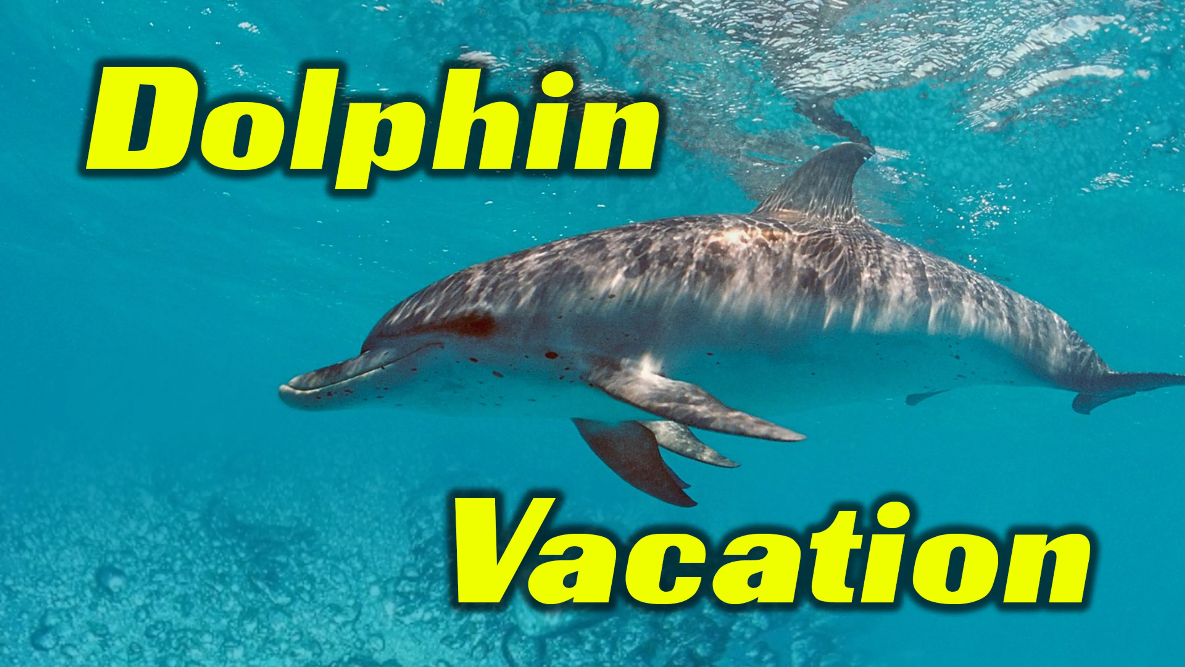 Dolphin Vacation poster